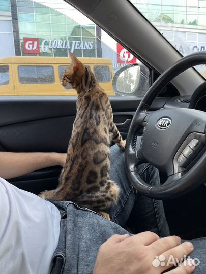 Бенгальский кот