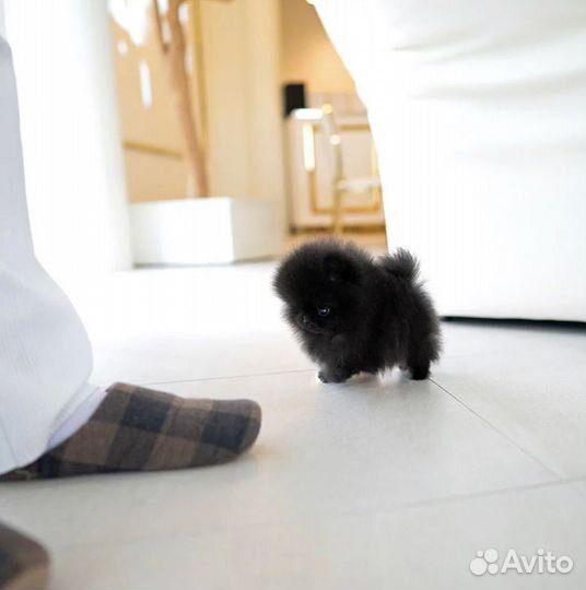 Померанский шпиц черный микро эксклюзивный
