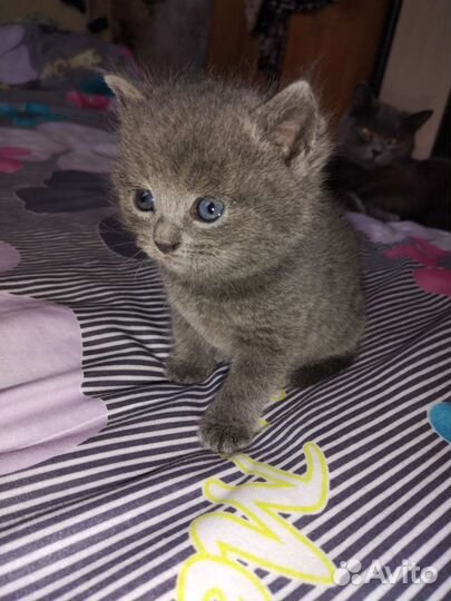Британские котята