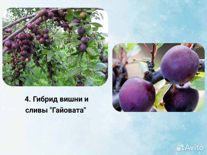 Гибрид вишня со сливой