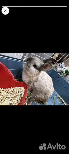 Декоративный кролики