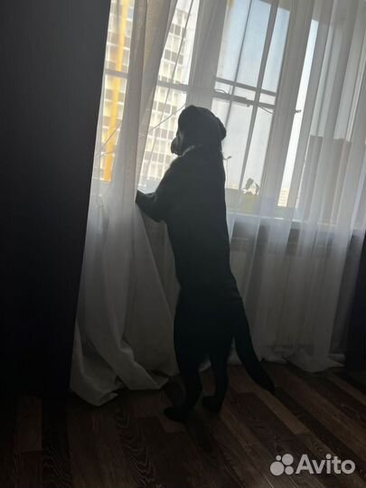 Отдам в добрые руки лабрадора