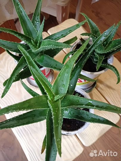 Алоэ лечебное