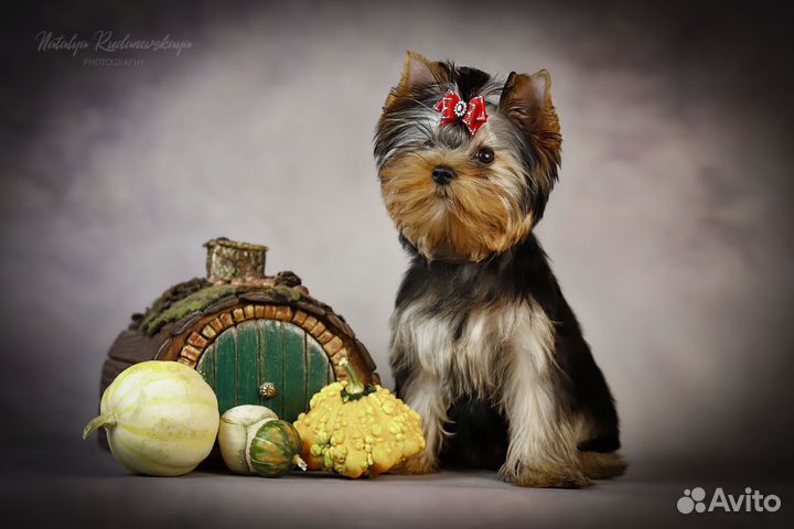 Йоркширский терьер девочка