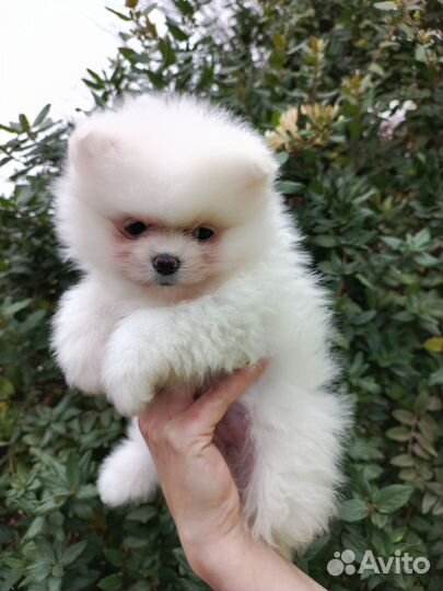 Померанский шпиц