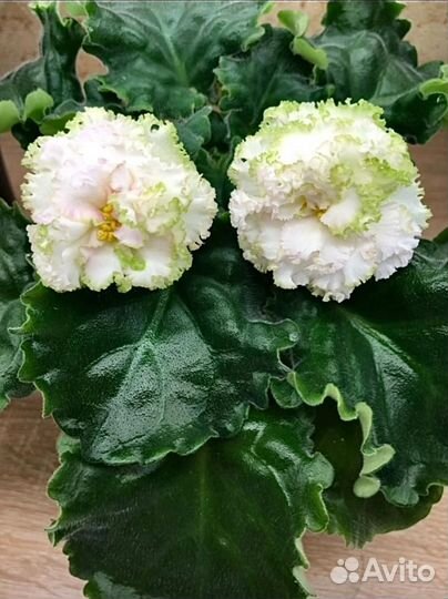 Фиалки, детки