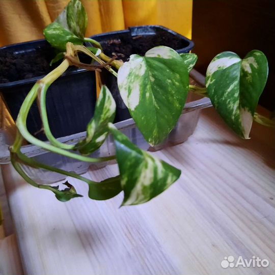 Сциндапсус