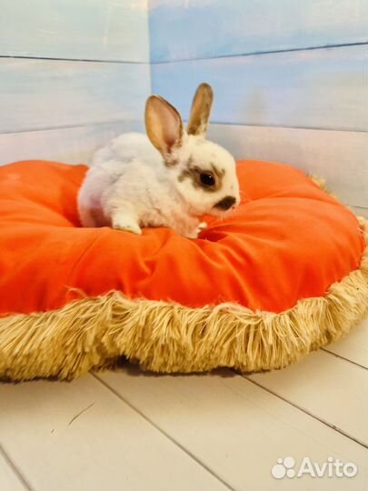 Кролик карликовый рекс