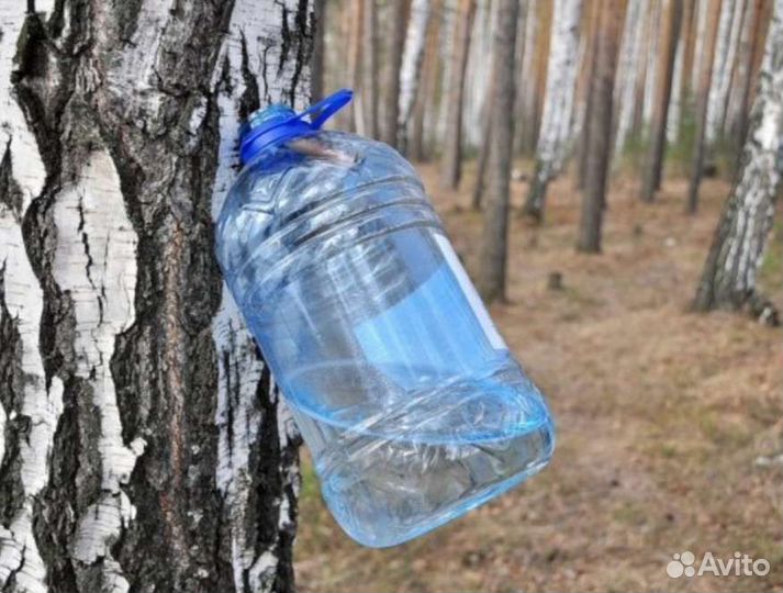 Березовый сок
