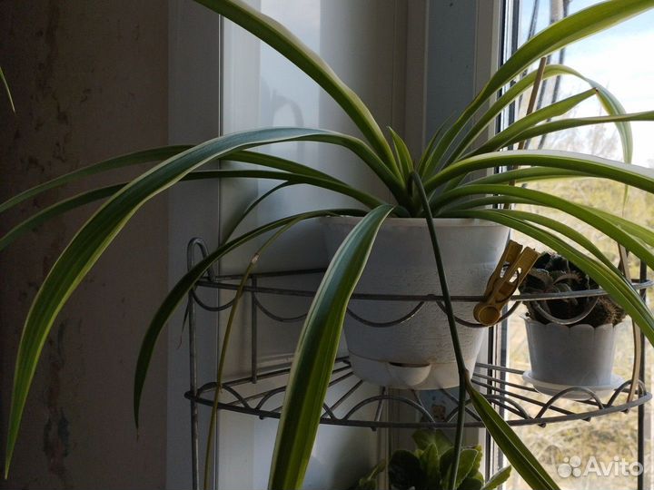 Хлорофитум