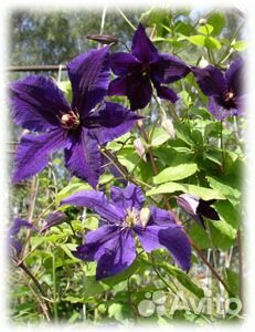 Клематис Первенец