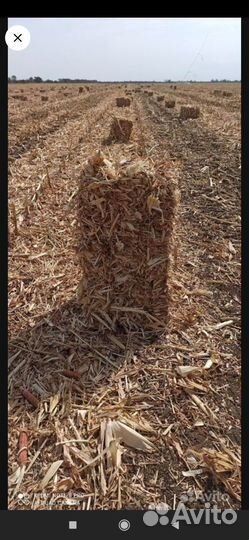 Сено кукурузной