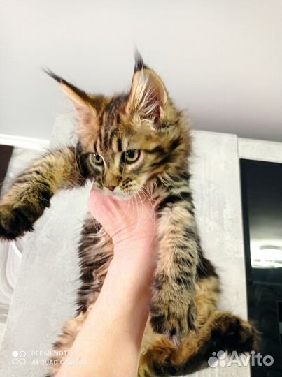 Девочка красавица