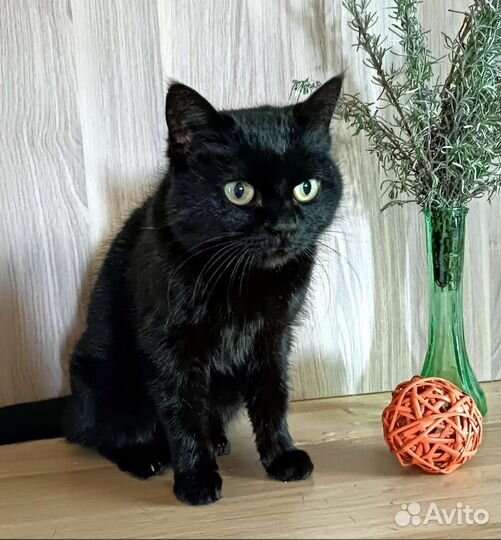 Кошечка Вишня