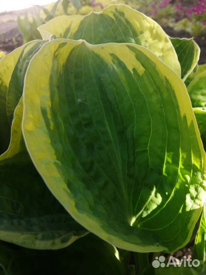 Хоста растение