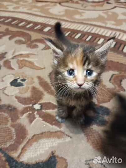 Котята мейн-кун