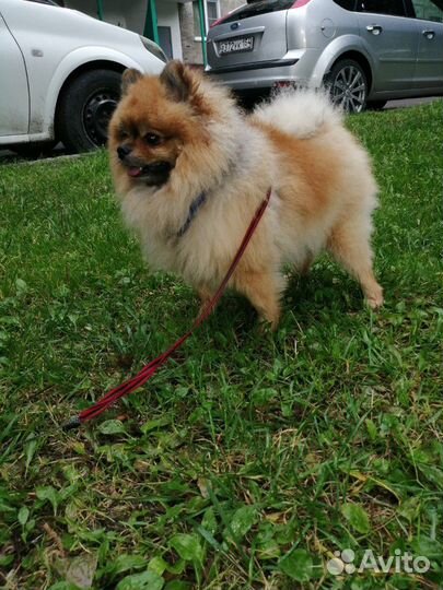 Шпиц(Вязка)