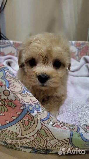 Щенки мальтипу в Сочи