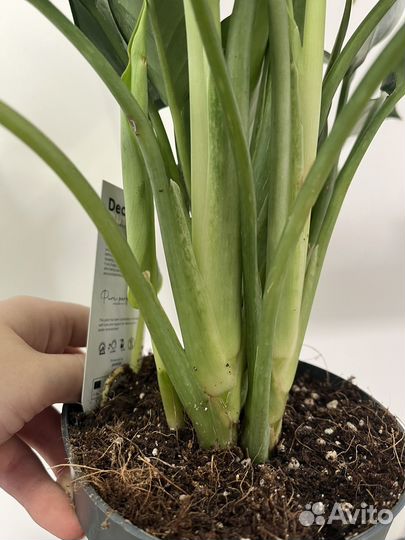 Аглаонема сильверадо