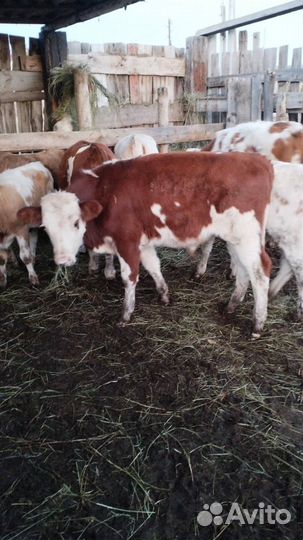 Бычки и быки