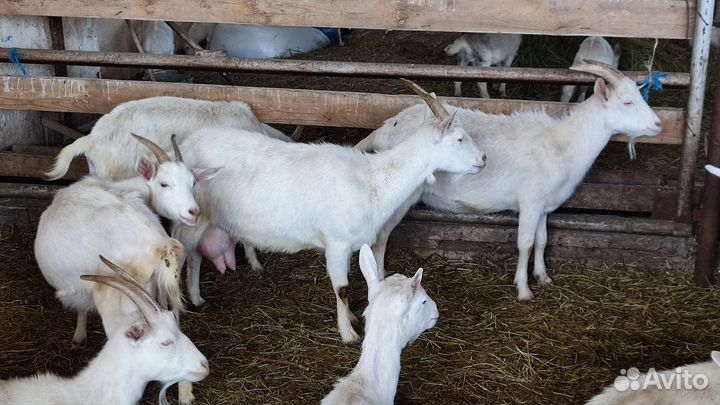 Козы чистокровные Зааненской породы