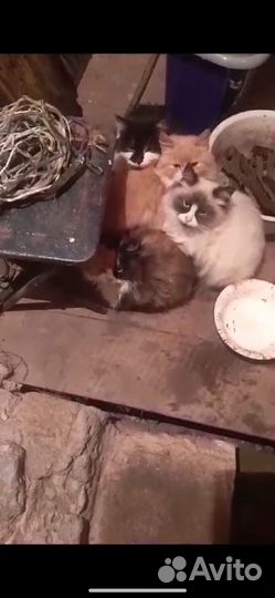 Котята в добрые руки бесплатно
