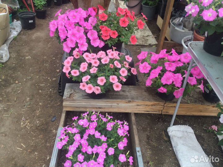 Петуния ампельная серии Лагуна,Опера, Тайдал