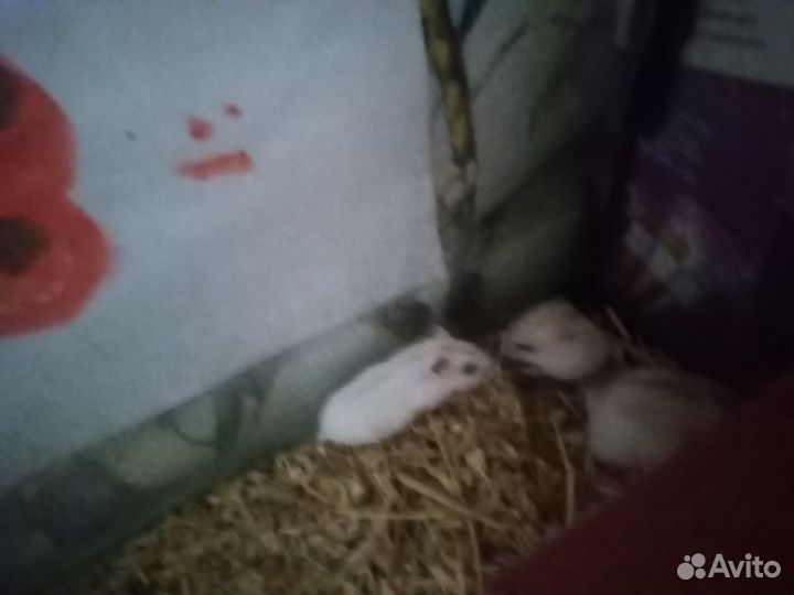 Джунгарские хомячки