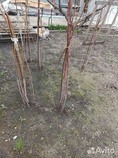 Красная малина и желтая