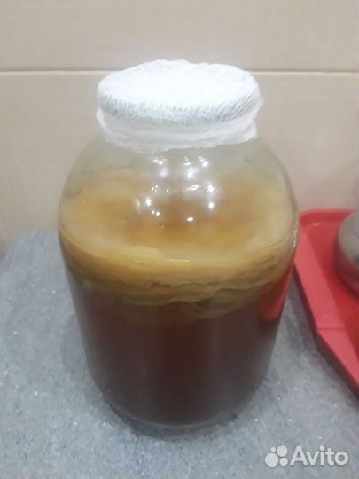 Чайный гриб