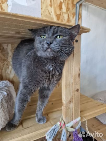 Кошечка в добрые руки