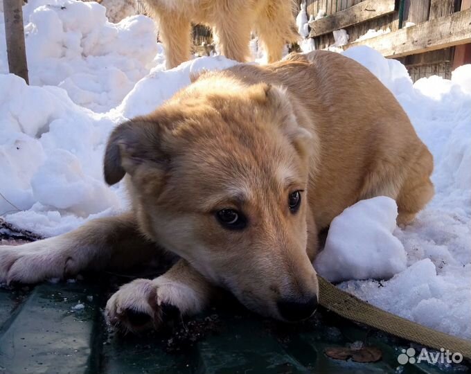 Щенки 6 месяцев
