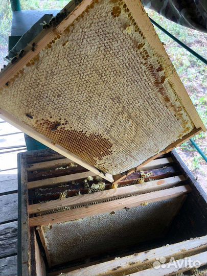 Приючу пчёл,сниму рой
