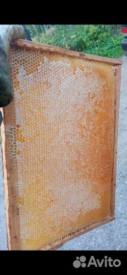 Рамка меда в сотах