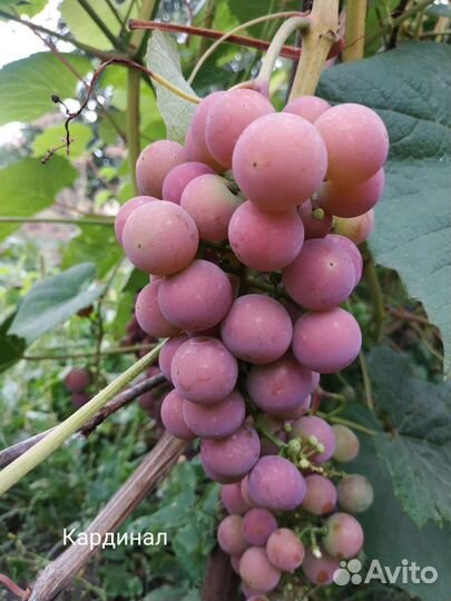 Саженцы и черенки винограда