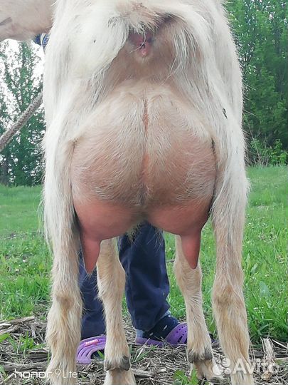 Чешские козы