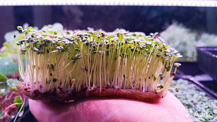 Микрозелень