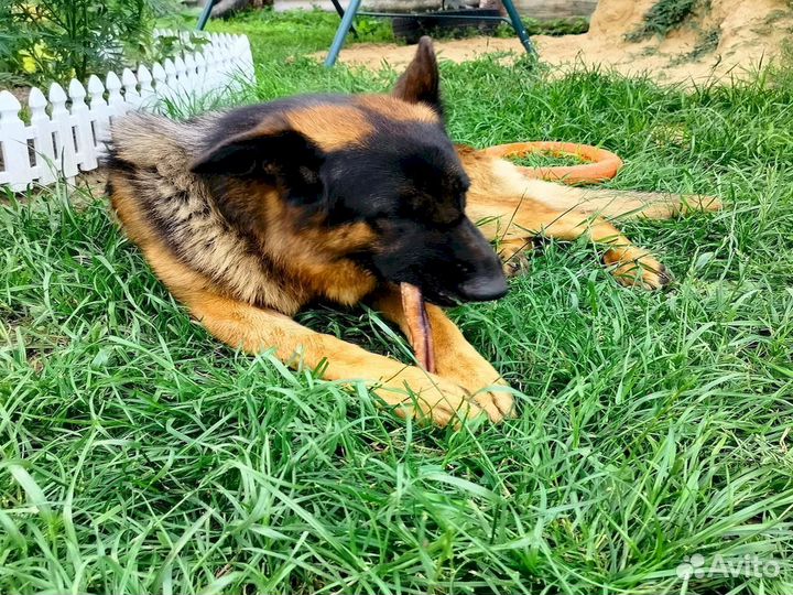 Корм для собак. Прямые производители