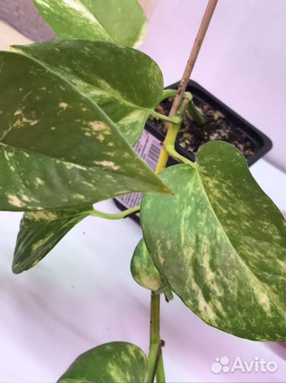 Эпипремнум золотистый сциндапсус