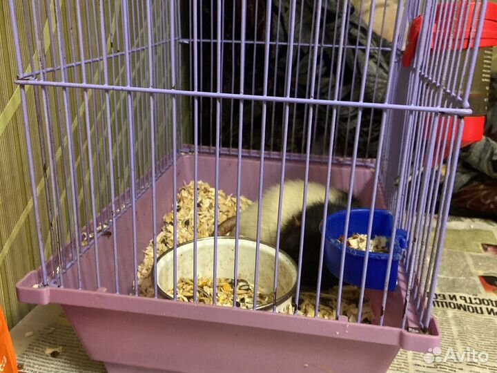 Крыса с клеткой