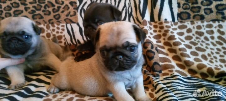 Щенки мопса