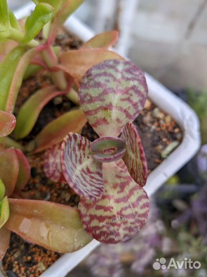 Суккуленты в ассортименте