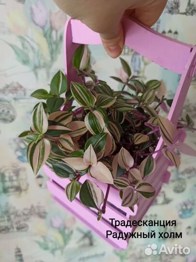 Комнатные растения цветы