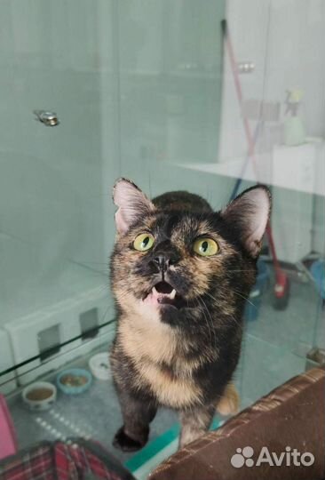 Бомбический окрас кошка в дар бесплатно