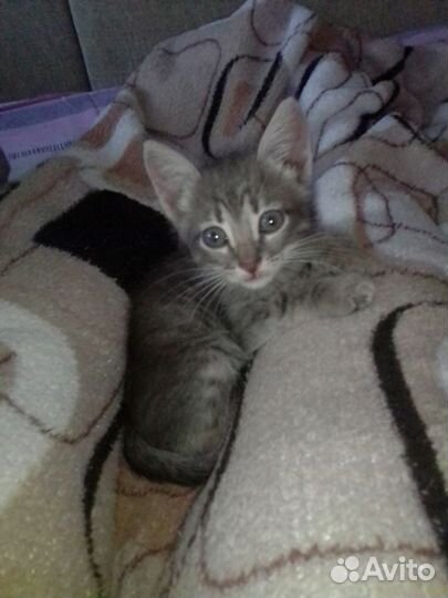 Милый мальчик