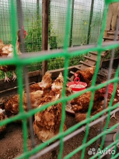 Куры несушки