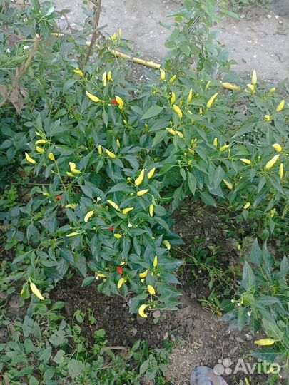 Перчик комнатный