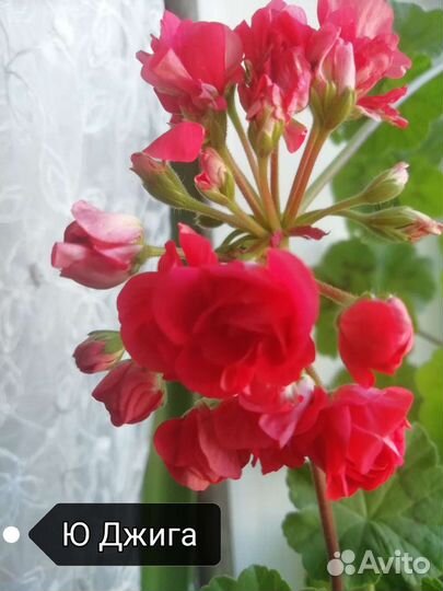 Герань пеларгония