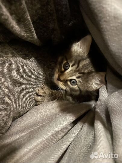 Серый котенок девочка