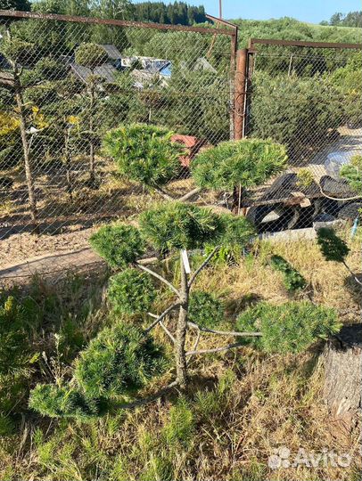 Хвойные растения на штамбе